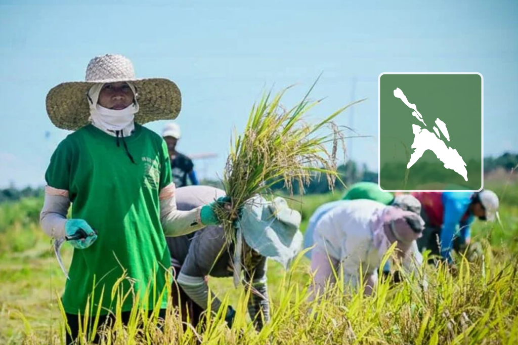 On Peasants’ Month, Masbate farmers struggle to recover as low prices compound Opong’s damage